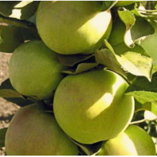 Яблоня колонновидная Малюха