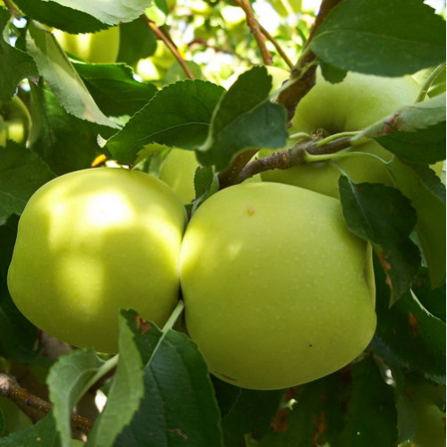 Яблоня Папироянтарная Фото