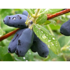 Жимолость съедобная  Новинка