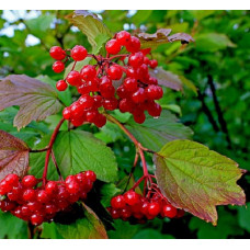 Калина красная