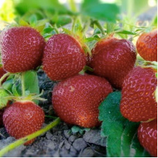 Клубника Незнакомка