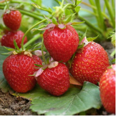 Клубника Ред Гонтлет