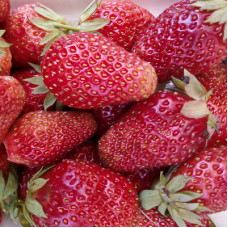 Клубника Торпеда