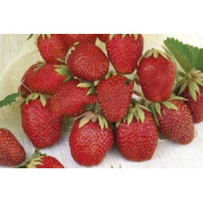 Земляника (клубника) садовая Белруби
