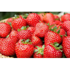 Земляника (клубника) садовая Дали