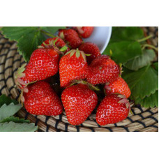 Земляника (клубника) садовая Клери