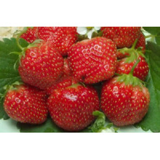Земляника (клубника) садовая Королева Елизавета