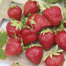 Земляника (клубника) садовая Летиция