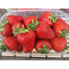 Земляника (клубника) садовая Олимпия НФ 638