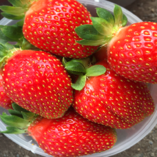 Земляника (клубника) садовая Эви 2