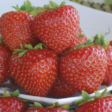 Земляника (клубника) садовая Лималексия