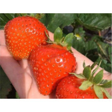 Земляника (клубника) садовая Мальга