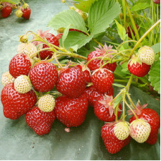 Клубника Зенит