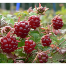 Княженика (Арктическая малина) Марика 