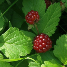 Княженика (Арктическая малина) Меспи 