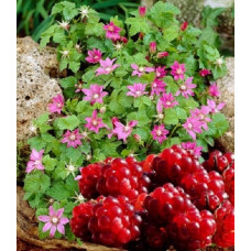 Княженика (Арктическая малина) Тария