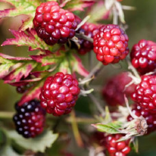 Княженика (Арктическая малина) София