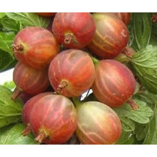 Крыжовник Конфетный