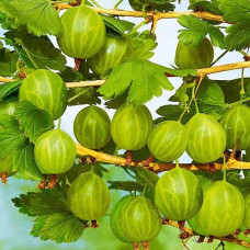 Крыжовник Уральский бесшипный