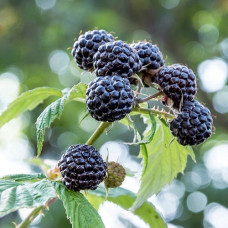 Малина черноплодные сорта Блэк Джуэл 
