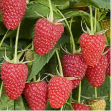 Малина Гордость России (крупноплодная)