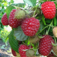 Малина Недосягаемая 