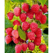 Малина Столешник 