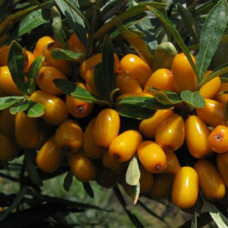 Облепиха Августина