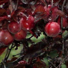 Персик Бургунди