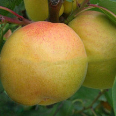 Персик Донецкий белый 