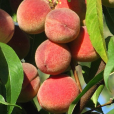 Персик Киевский ранний 