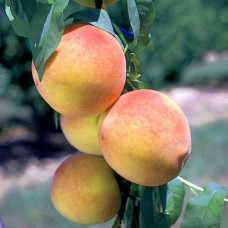 Персик колоновидный Кулон 