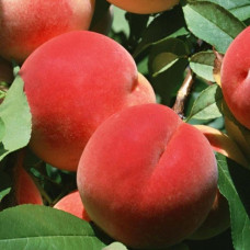 Персик Память Симиренко