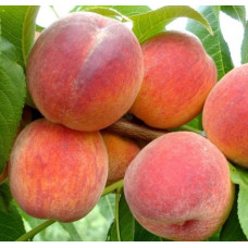 Персик  Редхейвен
