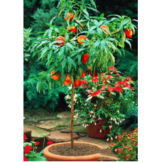 Персик колоновидный Сувенир 