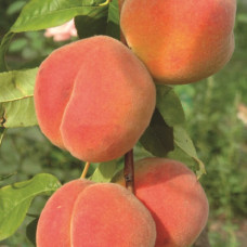 Персик Золотая Москва 