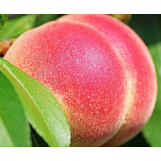 Персик Золотой юбилей