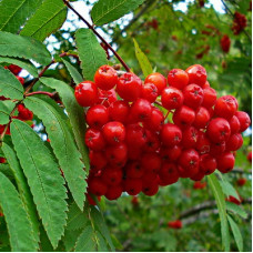 Рябина Ангри