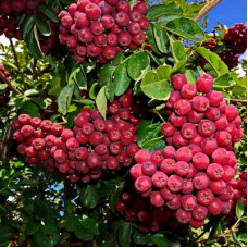 Рябина Гранатная