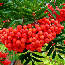 Рябина Сказочная