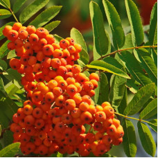 Рябина Солнечная