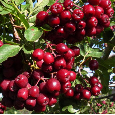 Рябина Титан