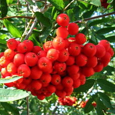 Рябина Вкусная