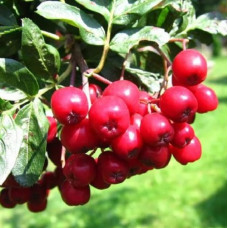 Рябина Рубиновая 