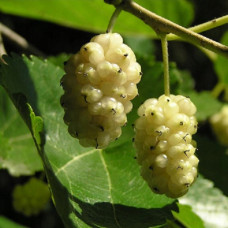 Шелковица Альба 