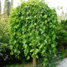 Шелковица черная Пендула 