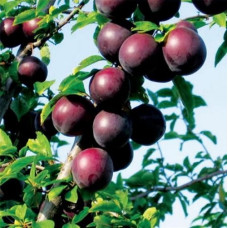 Слива русская (алыча) Подарок друзьям 