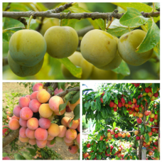 Дерево-сад (2-3х летка) слива 2 сорта Ренклод колхозный - Скороплодная 