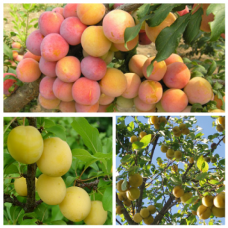 Дерево-сад (2-3  летка) слива 2 сорта Скороплодная - русская (Алыча) Злато скифов 