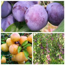 Дерево-сад (2-3 летка) слива 2 сорта Волжская красавица - Заречная желтая 